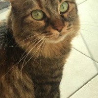 Maine Coon, Kedi  ANABEL fotoğrafı