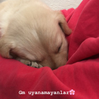 Golden Retriever, Köpek  Mia fotoğrafı