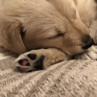 Golden Retriever, Köpek  Mia fotoğrafı