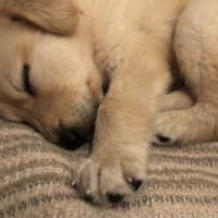 Golden Retriever, Köpek  Mia fotoğrafı