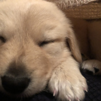 Golden Retriever, Köpek  Mia fotoğrafı