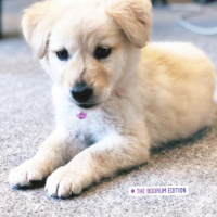 Golden Retriever, Köpek  Mia fotoğrafı