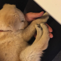 Golden Retriever, Köpek  Mia fotoğrafı