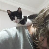Tuxedo (Smokin) Kedi, Kedi  Fincan fotoğrafı