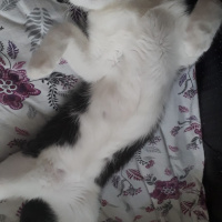 Tuxedo (Smokin) Kedi, Kedi  Fincan fotoğrafı