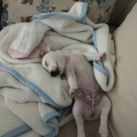 Jack Russell Terrier, Köpek  Rody fotoğrafı