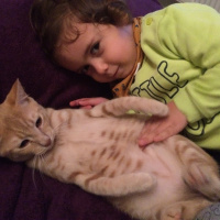 Sarman, Kedi  6.5 aylık erkek dış-iç parazit yapıldı acil yuva!! fotoğrafı