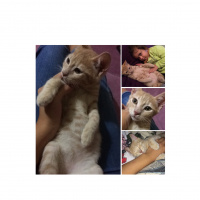 Sarman, Kedi  6.5 aylık erkek dış-iç parazit yapıldı acil yuva!! fotoğrafı