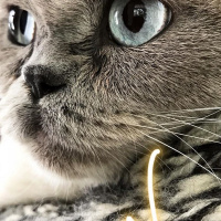 Scottish Fold, Kedi  Çiko fotoğrafı