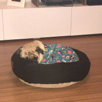 Pug, Köpek  Tosun fotoğrafı