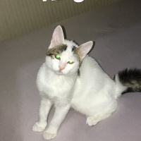 Tekir Kedi, Kedi  Balım fotoğrafı