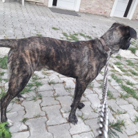 Amerikan Pitbull Terrier, Köpek  patron fotoğrafı