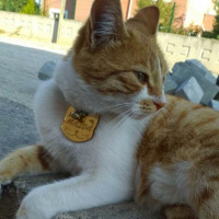 Sarman, Kedi  Mazda fotoğrafı