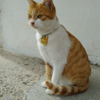 Sarman, Kedi  Mazda fotoğrafı