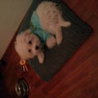 Maltese, Köpek  Bıdık fotoğrafı