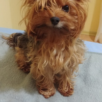 Yorkshire Terrier, Köpek  Betty fotoğrafı