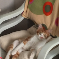Sarman, Kedi  misir fotoğrafı