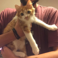 Sarman, Kedi  misir fotoğrafı
