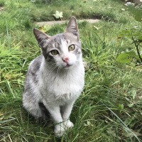 Australian Mist, Kedi  Şanslı fotoğrafı