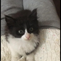 Tuxedo (Smokin) Kedi, Kedi  Smokin fotoğrafı