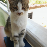 Scottish Fold, Kedi  Köpük fotoğrafı