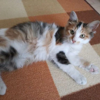 Soke, Kedi  baby fotoğrafı