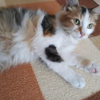 Soke, Kedi  baby fotoğrafı
