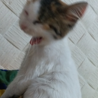 Tekir Kedi, Kedi  yok fotoğrafı