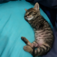 Tekir Kedi, Kedi  Efe fotoğrafı