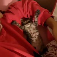 Tekir Kedi, Kedi  Efe fotoğrafı