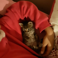 Tekir Kedi, Kedi  Efe fotoğrafı