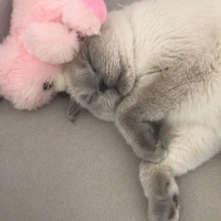 Scottish Fold, Kedi  Mişel fotoğrafı