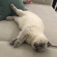 Scottish Fold, Kedi  Mişel fotoğrafı