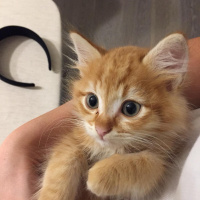 Sarman, Kedi  PORTAKAL fotoğrafı