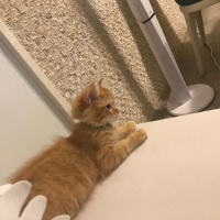 Sarman, Kedi  PORTAKAL fotoğrafı