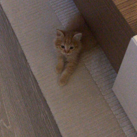 Sarman, Kedi  PORTAKAL fotoğrafı