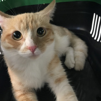 Tekir Kedi, Kedi  Tetra fotoğrafı