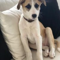 Sokö (Sokak Köpeği), Köpek  karamel fotoğrafı