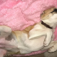 Sokö (Sokak Köpeği), Köpek  karamel fotoğrafı