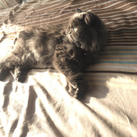 İran Kedisi (Persian), Kedi  Mia fotoğrafı