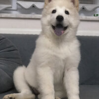 Samoyed, Köpek  Lina fotoğrafı