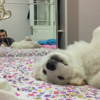 Samoyed, Köpek  Lina fotoğrafı