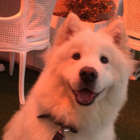 Samoyed, Köpek  Lina fotoğrafı