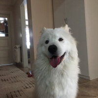 Samoyed, Köpek  Lina fotoğrafı