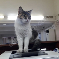 Ankara Kedisi, Kedi  Bulgur fotoğrafı