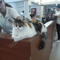 Ankara Kedisi, Kedi  Bulgur fotoğrafı