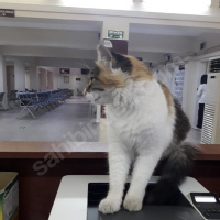 Ankara Kedisi, Kedi  Bulgur fotoğrafı