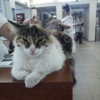 Ankara Kedisi, Kedi  Bulgur fotoğrafı