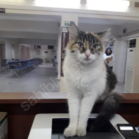 Ankara Kedisi, Kedi  Bulgur fotoğrafı