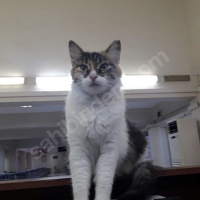 Ankara Kedisi, Kedi  Bulgur fotoğrafı